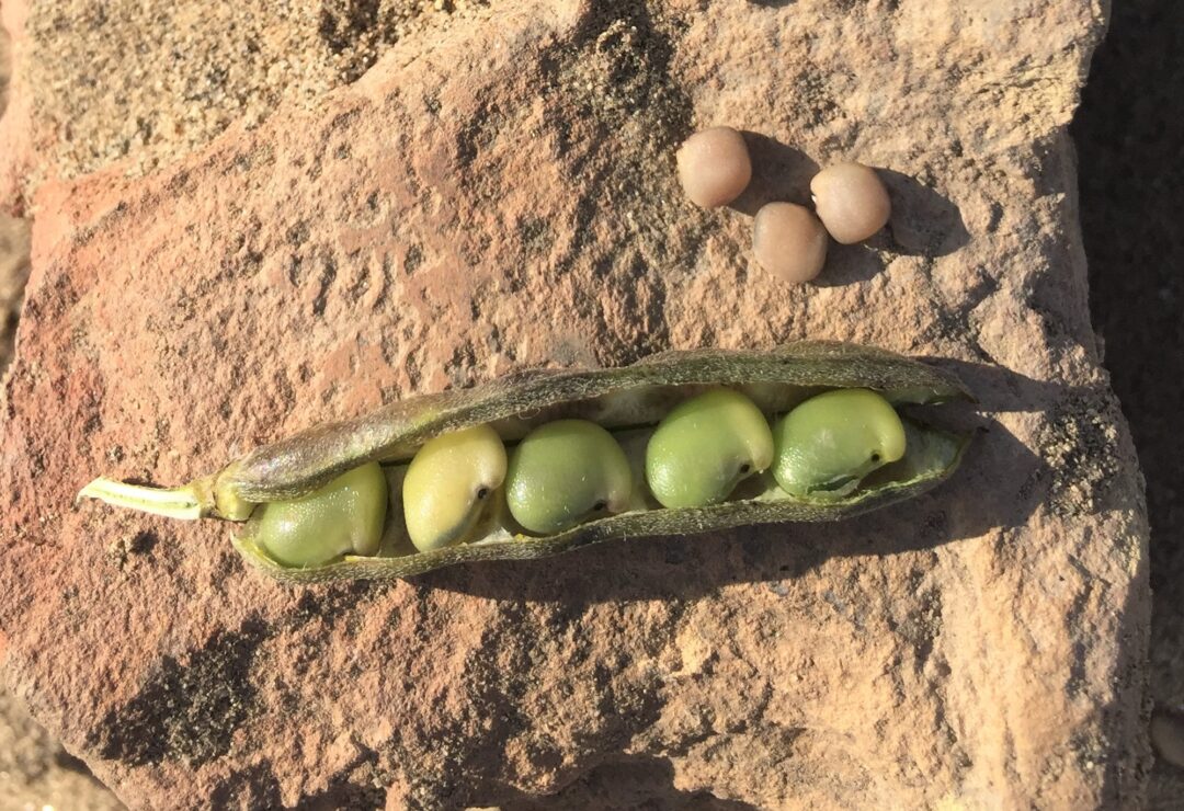 Guar-gum derivative（industrial grade, paper grade）